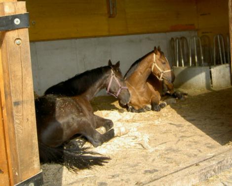 TAPIS CAOUTCHOUC box pour chevaux - Litière Cheval