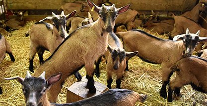Ovins & caprins