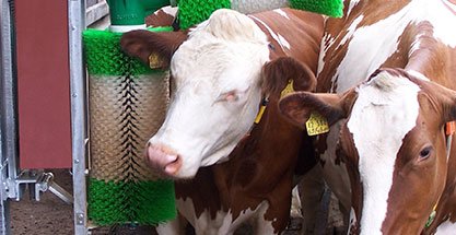 Brosses automatiques bovines