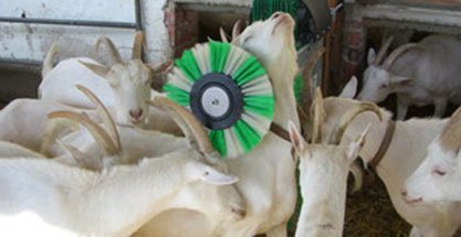 Brosses automatiques ovines/caprines