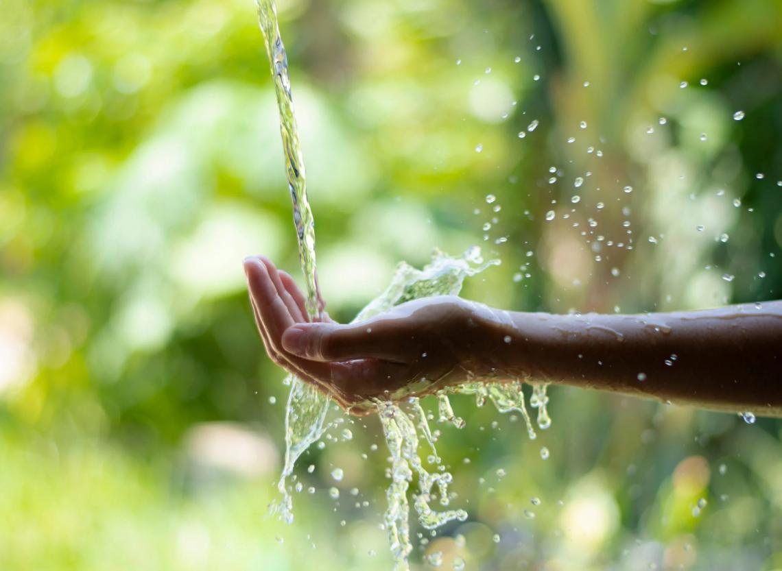 Abreuvement bovin en &eacute;levage